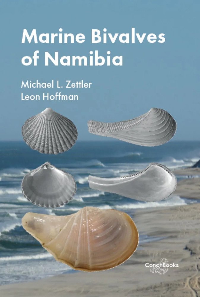 marine bivalves of namibia