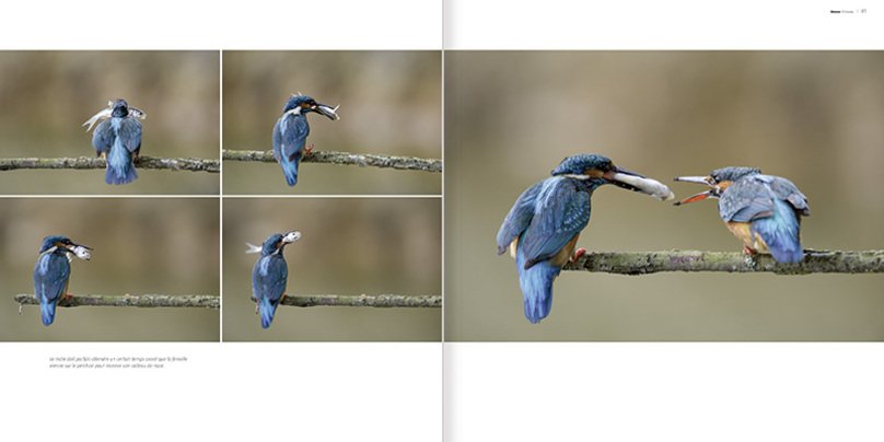martin, le pecheur. collection histoires d'images