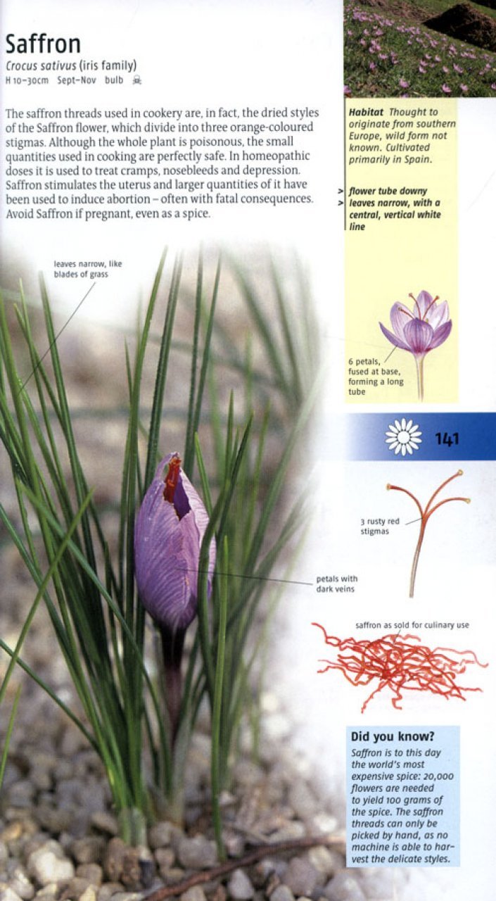 medicinal plants of britain and europe