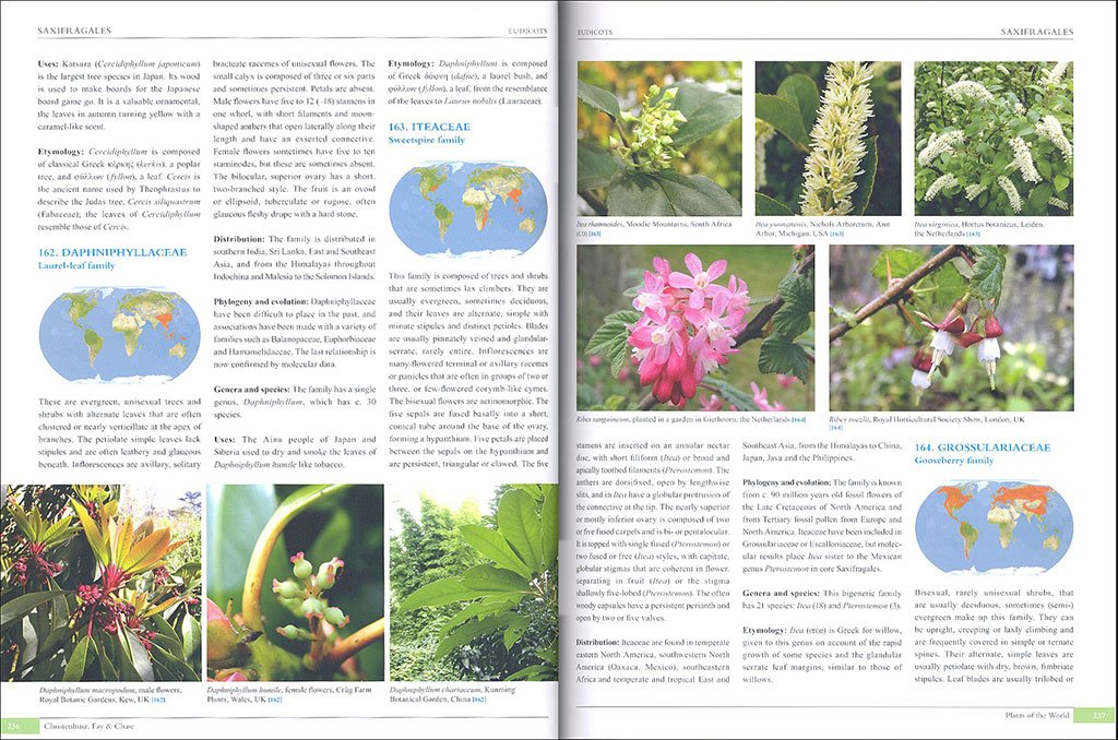 plants of the world. an illustrated encyclopedia of vascular plant families