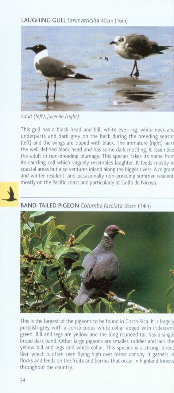 pocket photo guide to the birds of costa rica