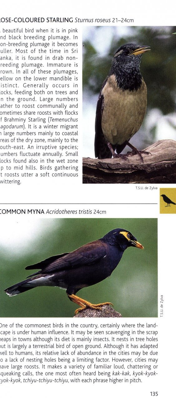 pocket photo guide to the birds of sri lanka