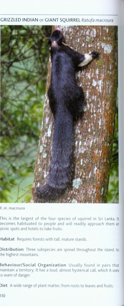pocket photo guide to the mammals of sri lanka