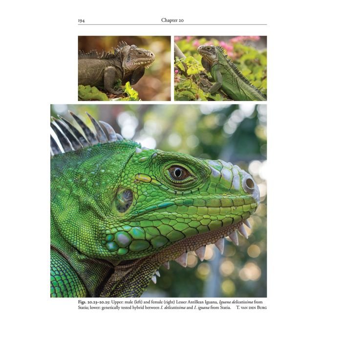 reptiles of the lesser antilles