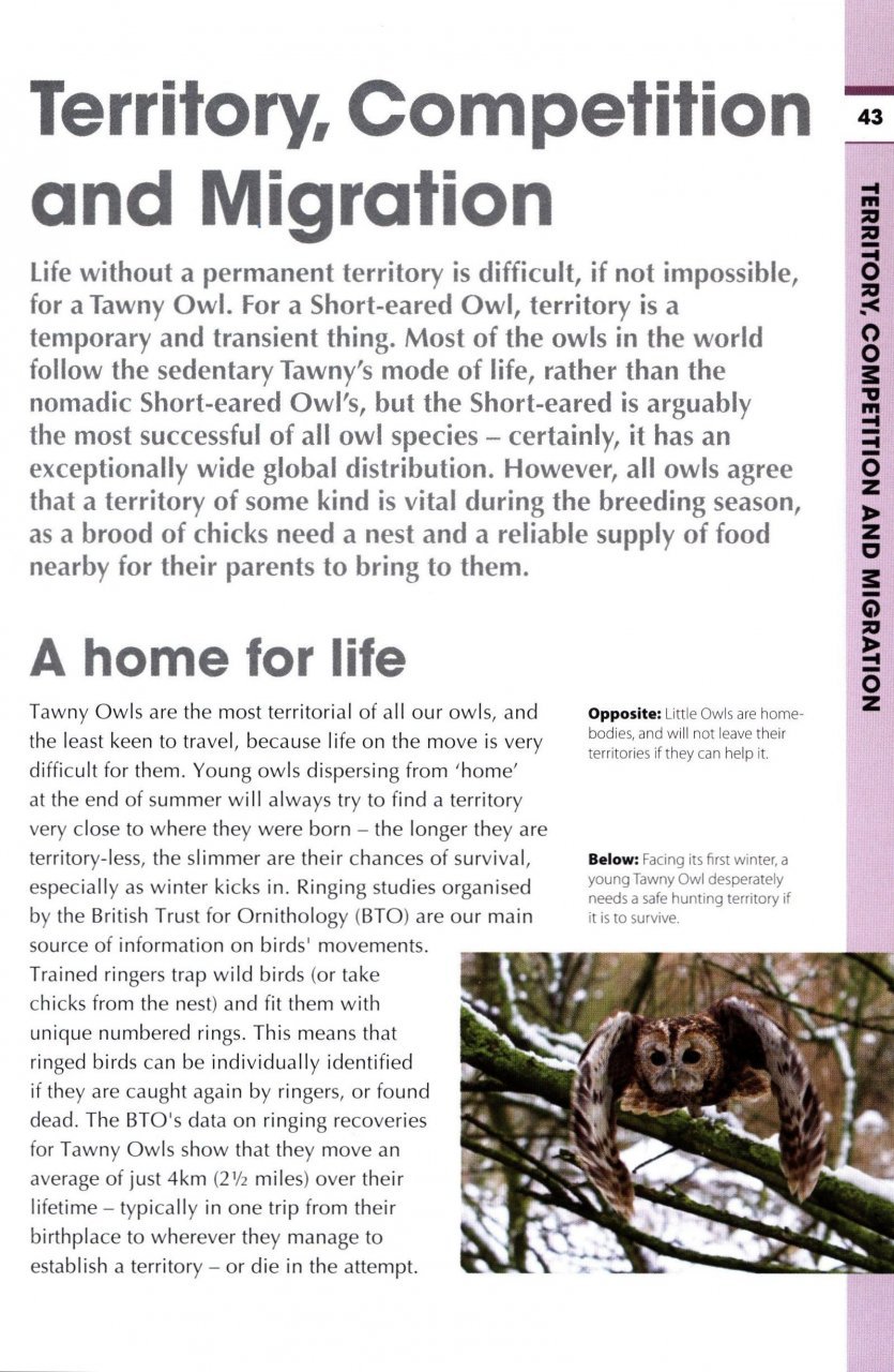 rspb spotlight: owls