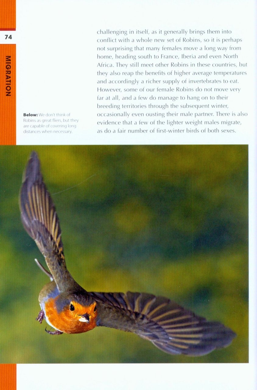 rspb spotlight: robins