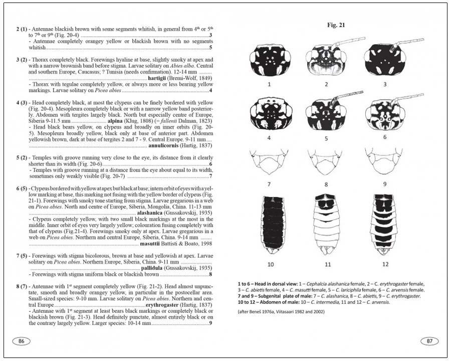 sawflies of europe. hymenoptera of europe 2
