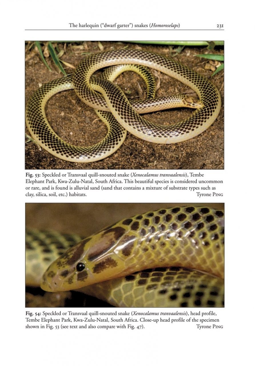 the african and middle eastern burrowing asps and their allies