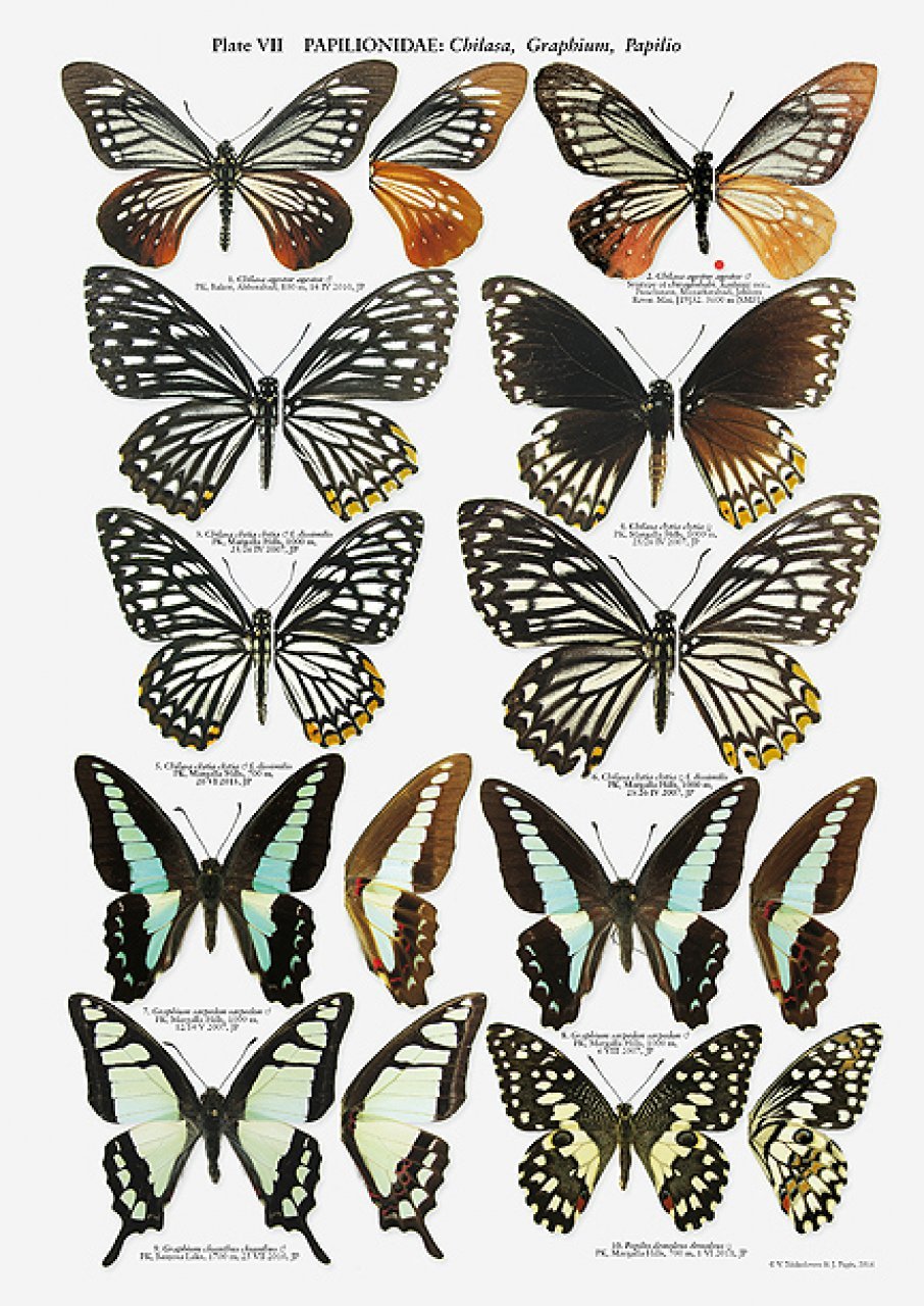 the butterflies of pakistan