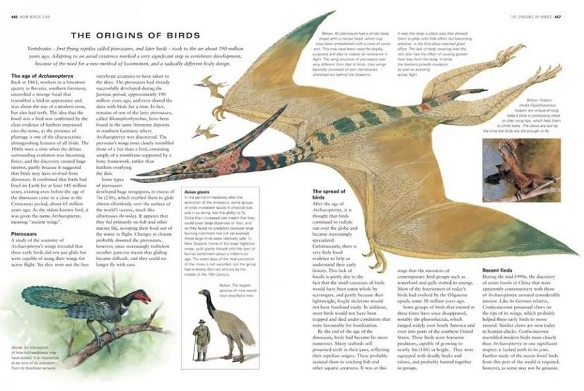 the complete illustrated encyclopedia of birds of the world