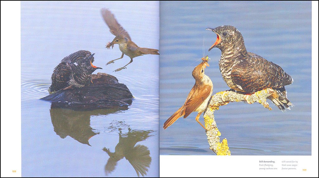 the cuckoo: the uninvited guest