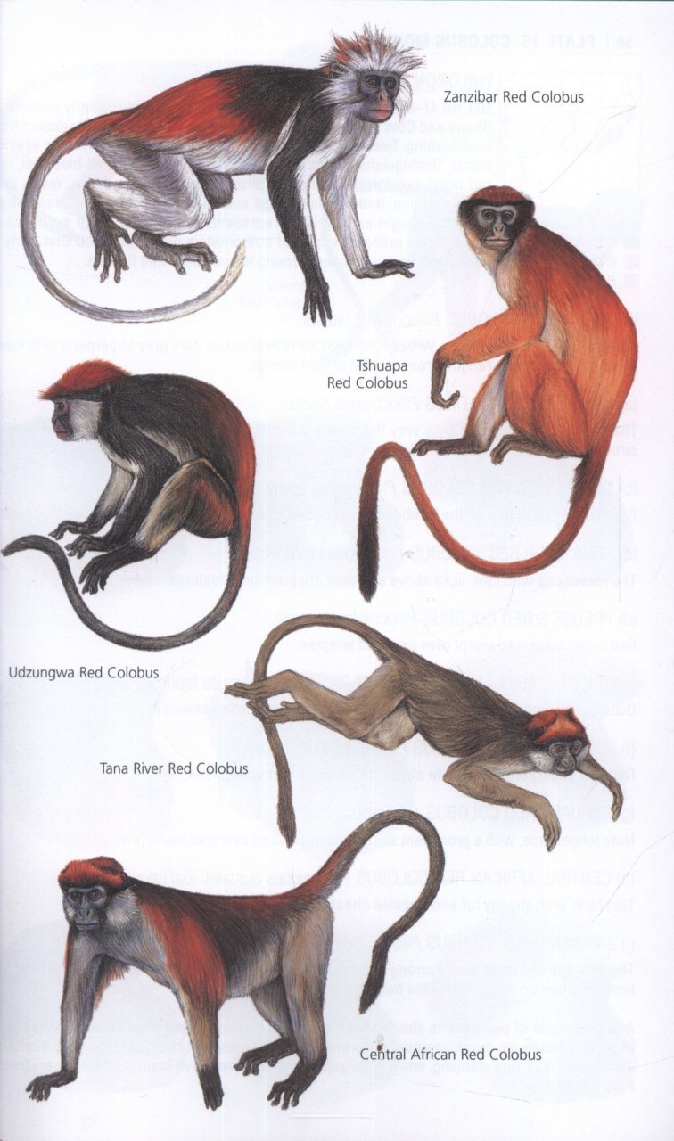 the kingdon pocket guide to african mammals