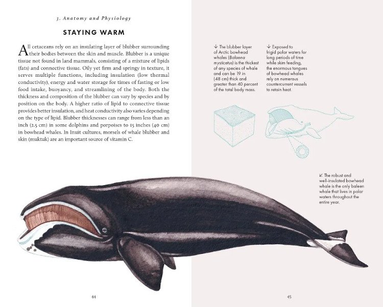 the little book of whales