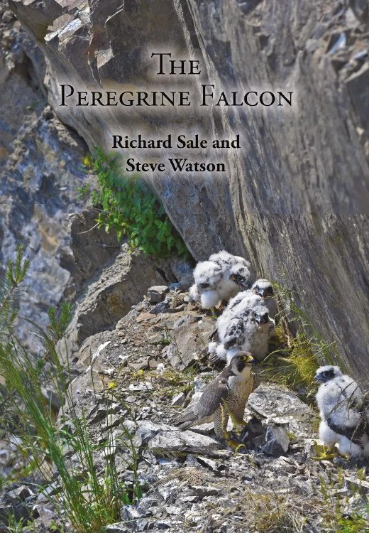 the peregrine falcon