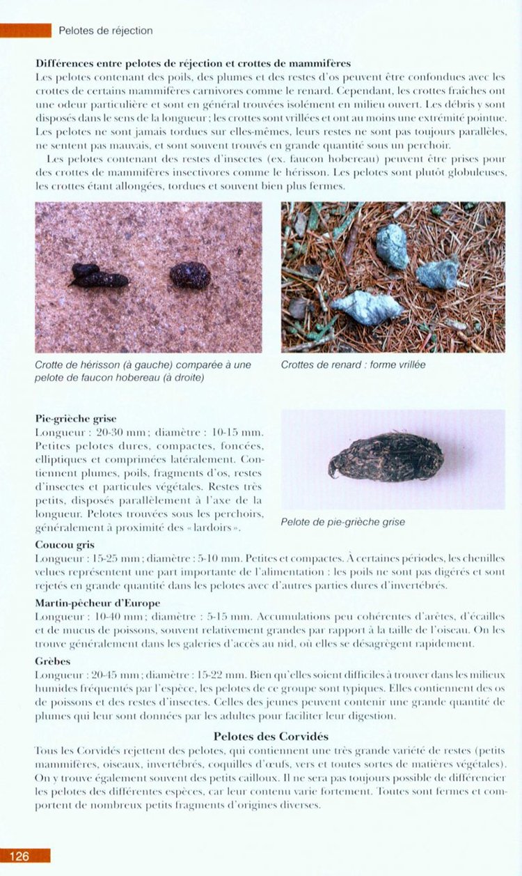 traces et indices d'oiseaux