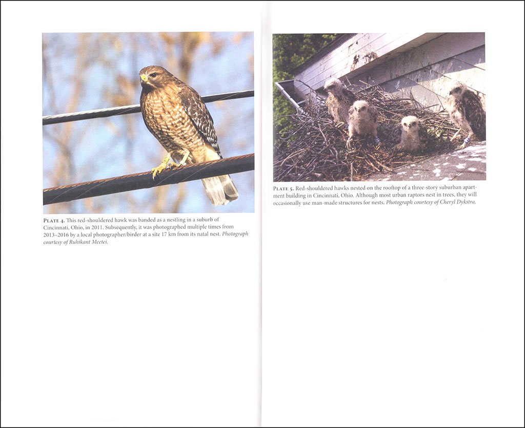 urban raptors. ecology and conservation of birds of prey in cities