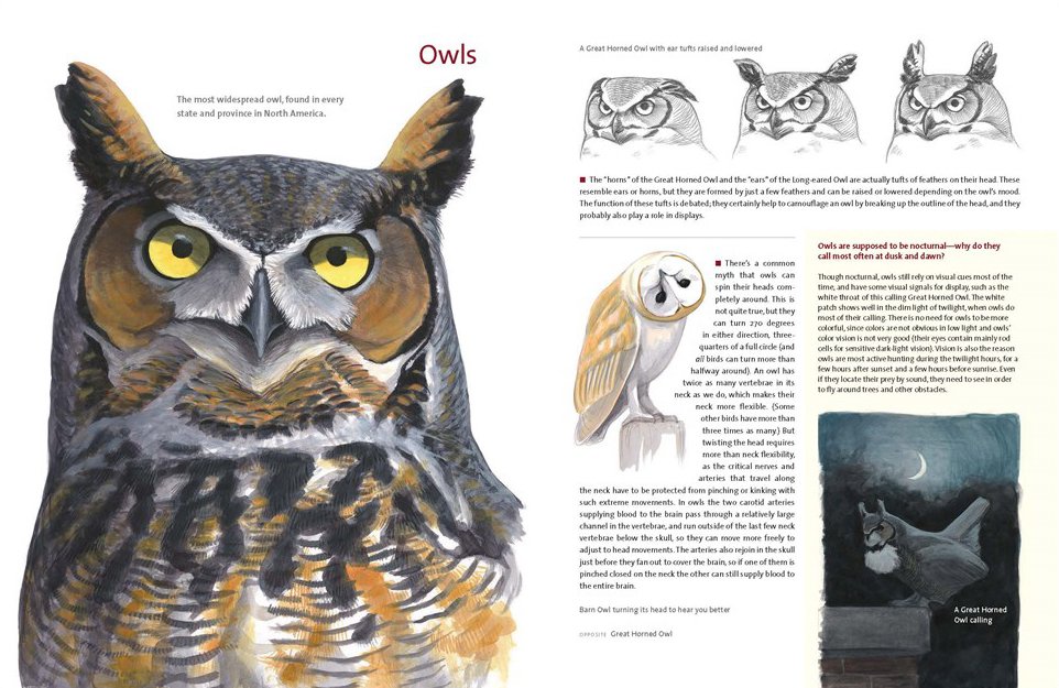 what it's like to be a bird. from flying to nesting, eating to singing - what birds are doing, and why