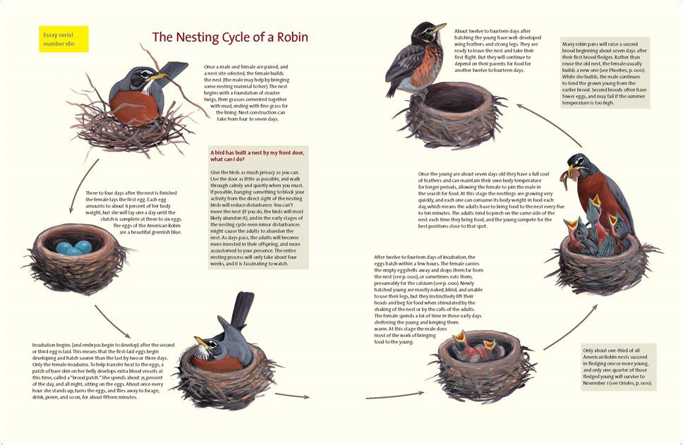 what it's like to be a bird. from flying to nesting, eating to singing - what birds are doing, and why