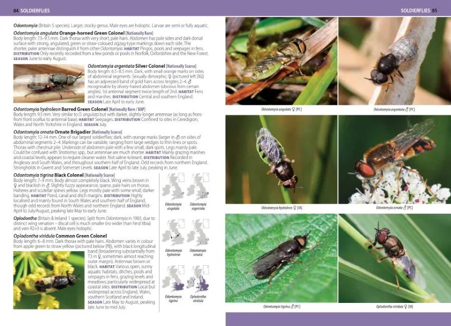 a photographic guide to flies of britain & ireland