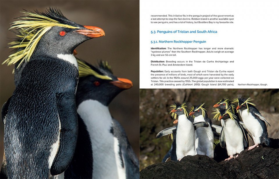 around the world for penguins. where to see all the 18 penguin species