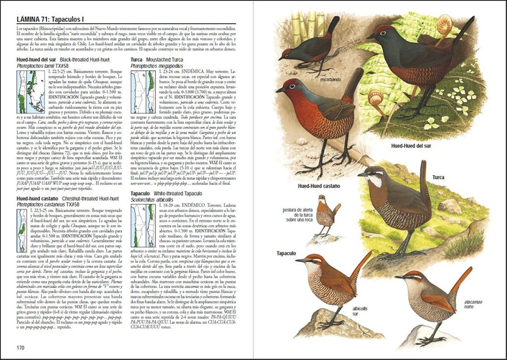 aves de chile