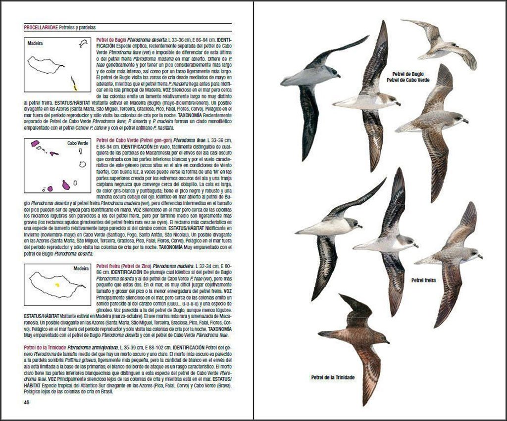 aves de macaronesia. azores, madeira, islas canarias, cabo verde