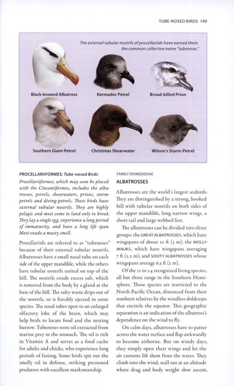 a wildlife guide to chile
