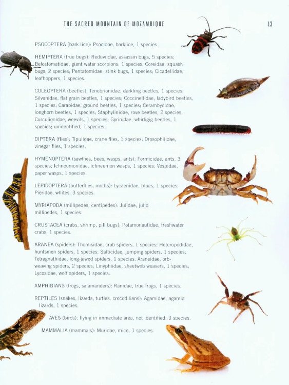 a window on eternity: a biologist's walk through gorongosa national park