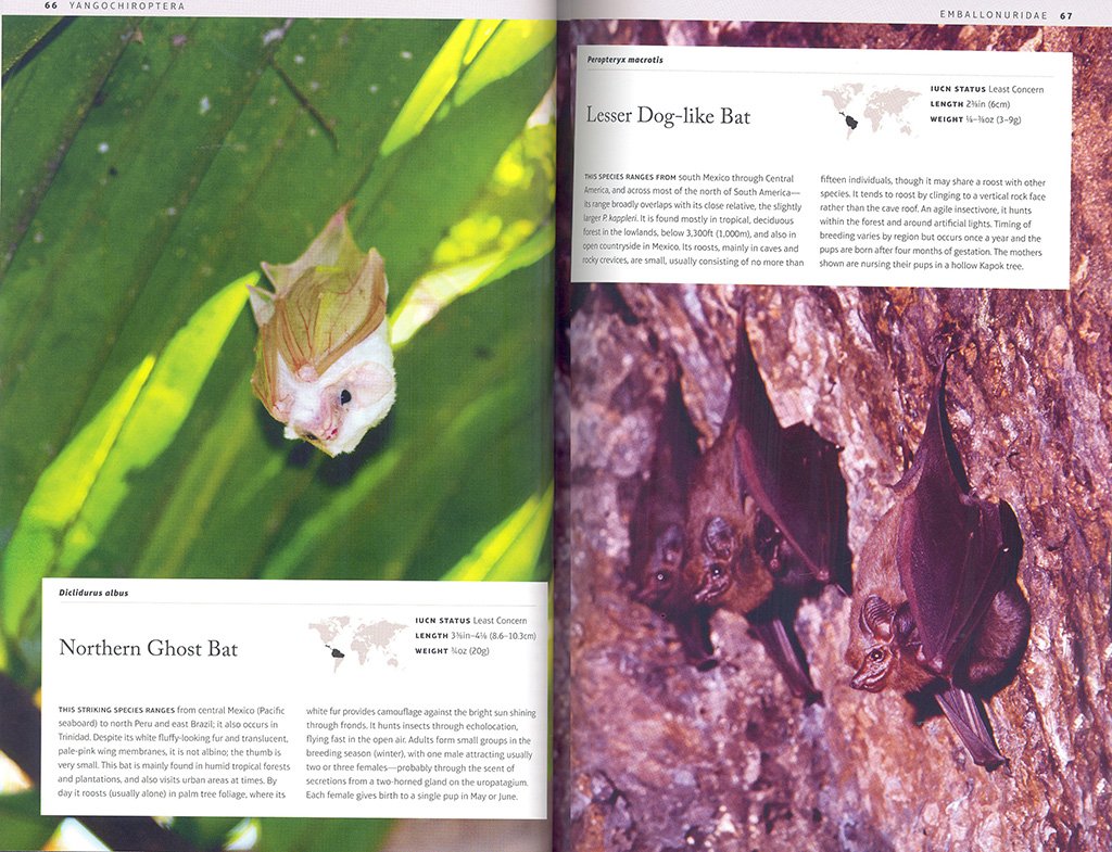 bats: an illustrated guide to all species