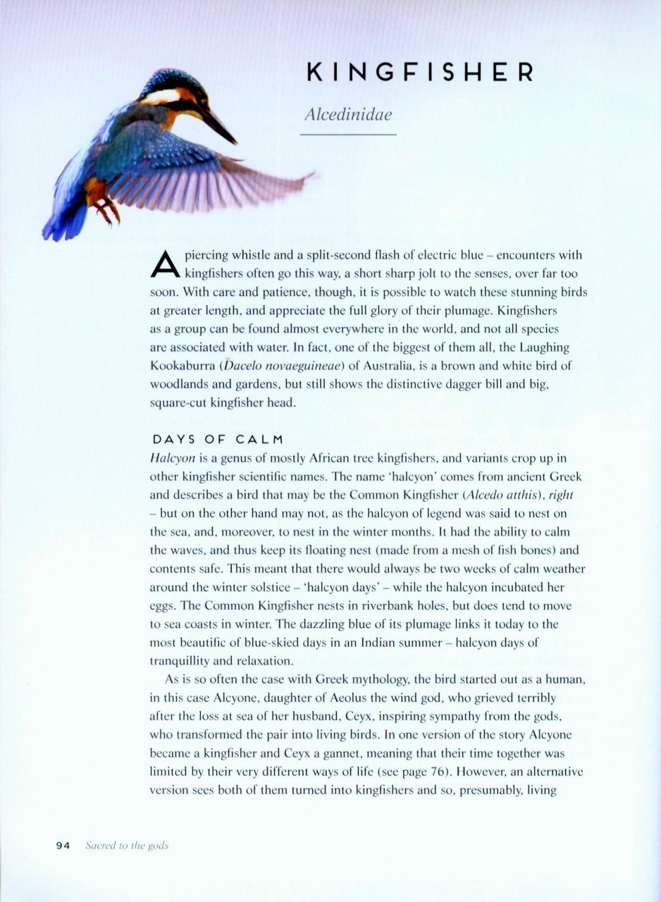 birds: myth, lore and legend