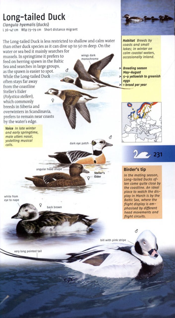 birds of britain and europe