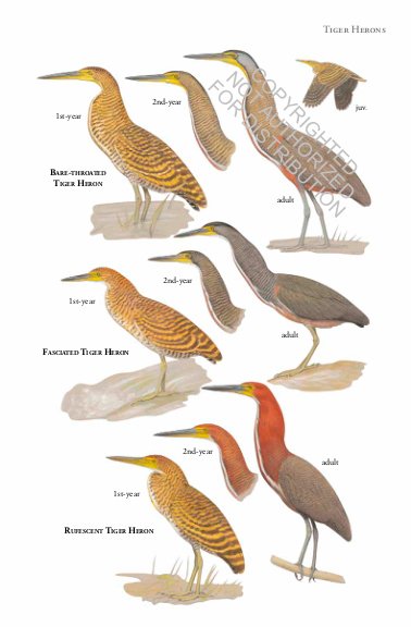 birds of costa rica. princeton field guides