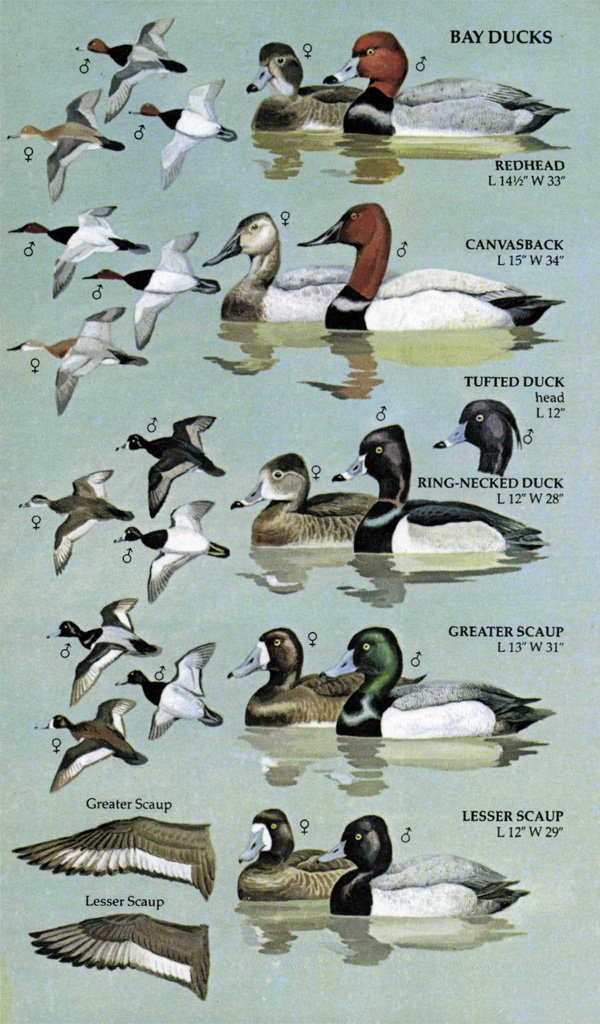 birds of north america. a guide to field identification