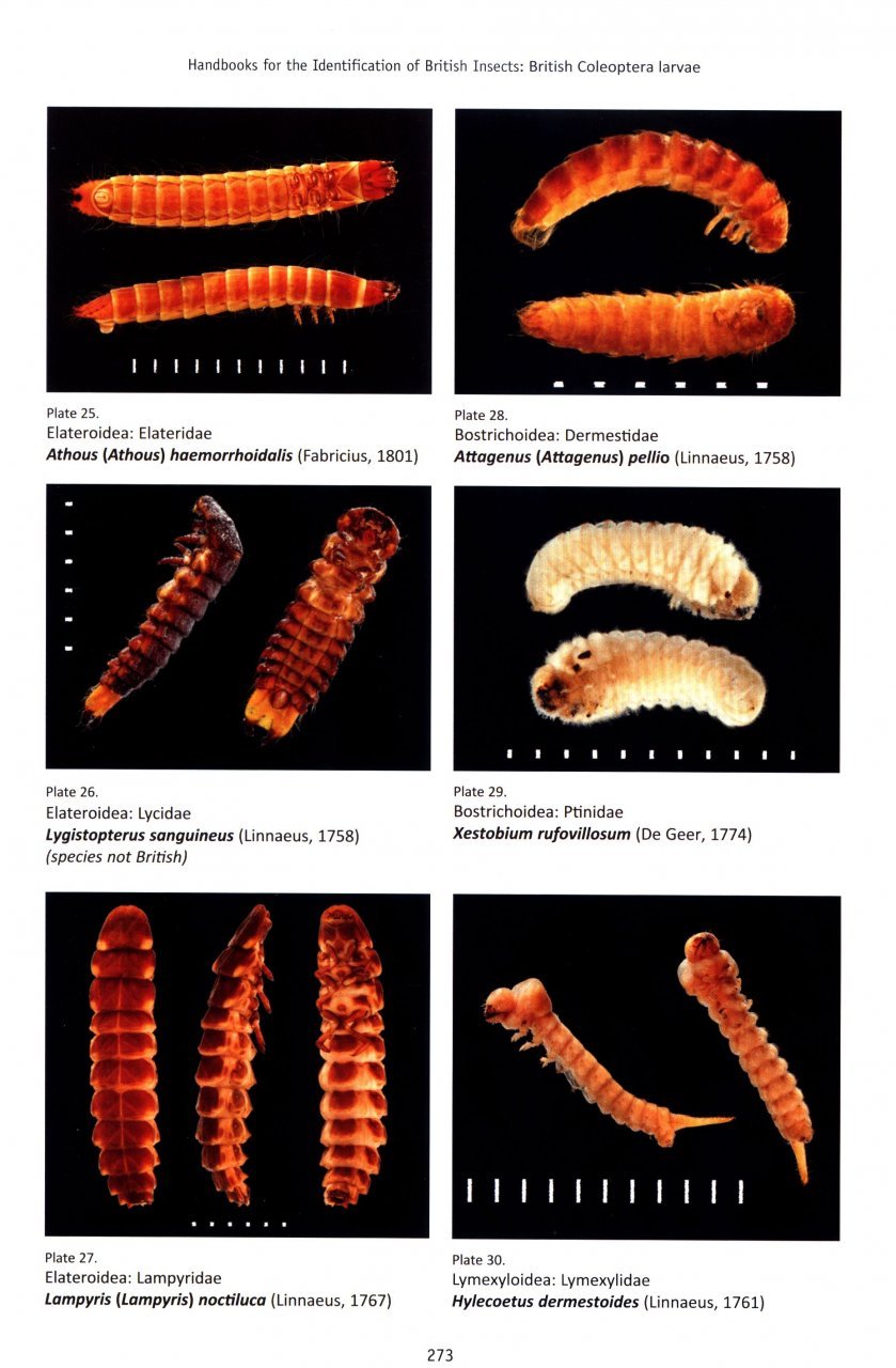 british coleoptera larvae. a guide to the families and major subfamilies