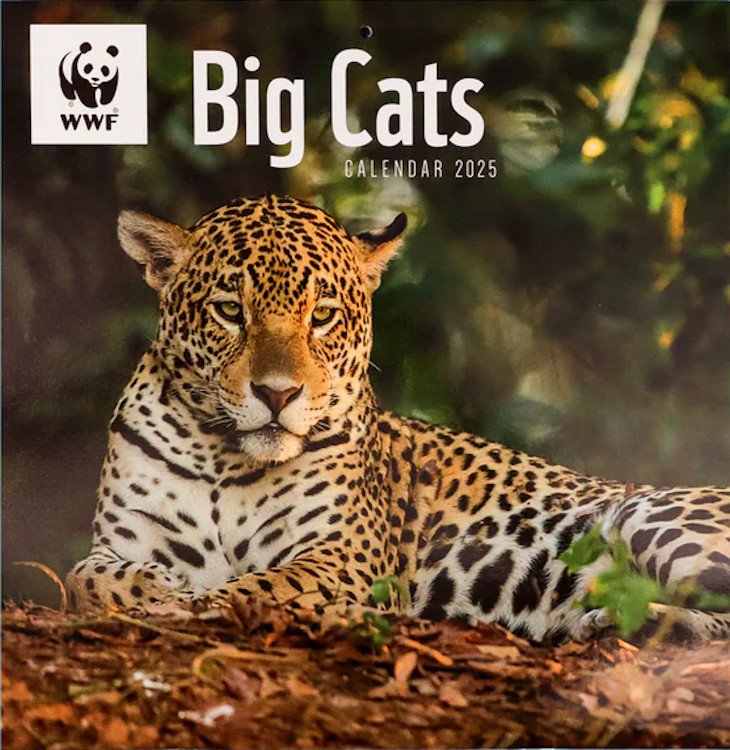 calendario wwf big cats square wall calendar 2025