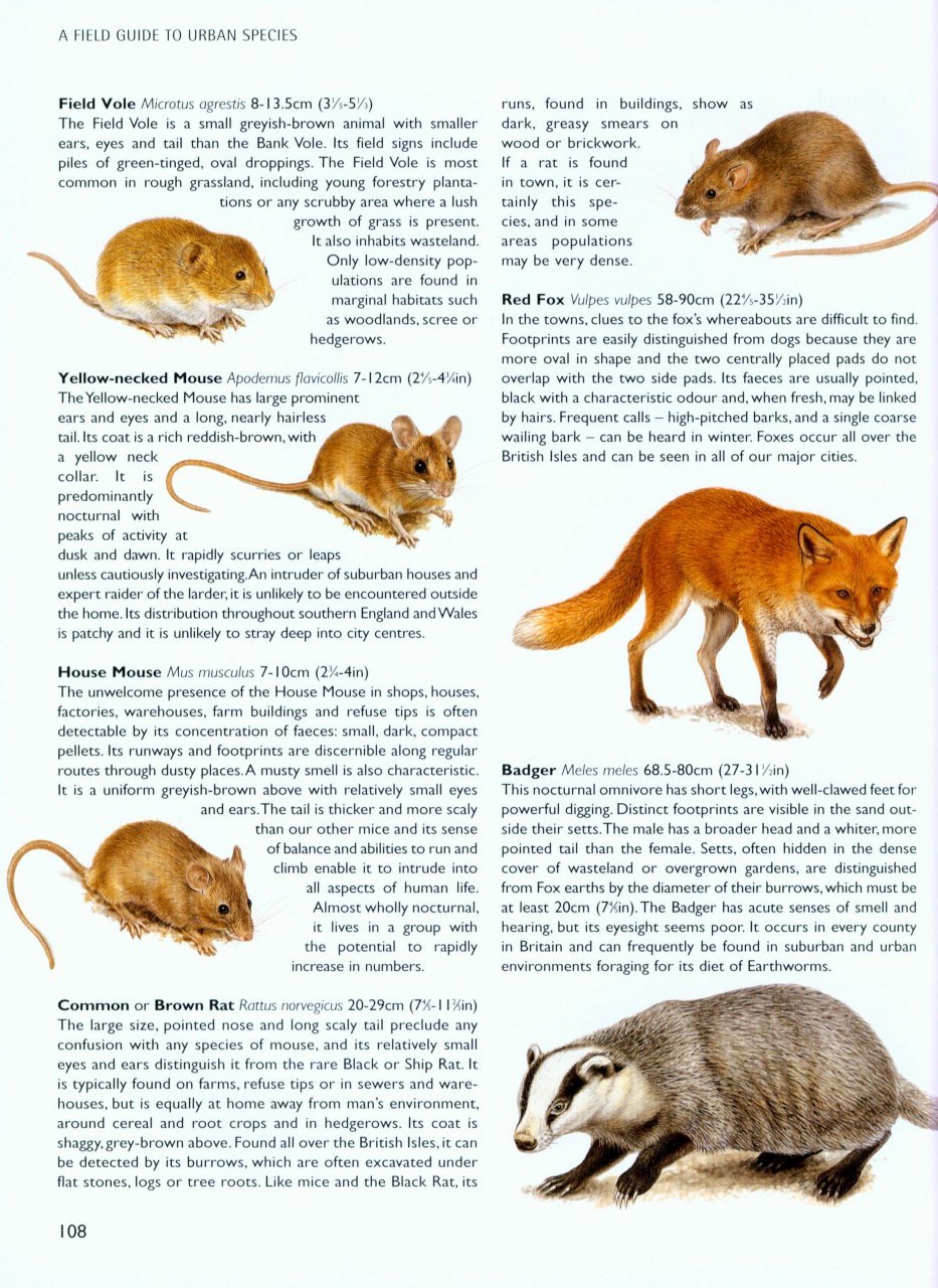 chris packham's wild side of town. getting to know the wildlife in our towns and cities