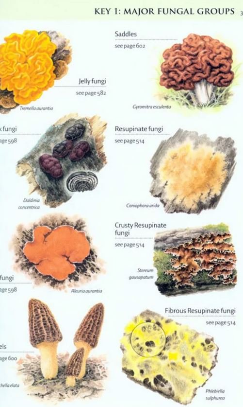 collins fungi guide. the most complete field guide to the mushrooms and toadstools of britain and europe