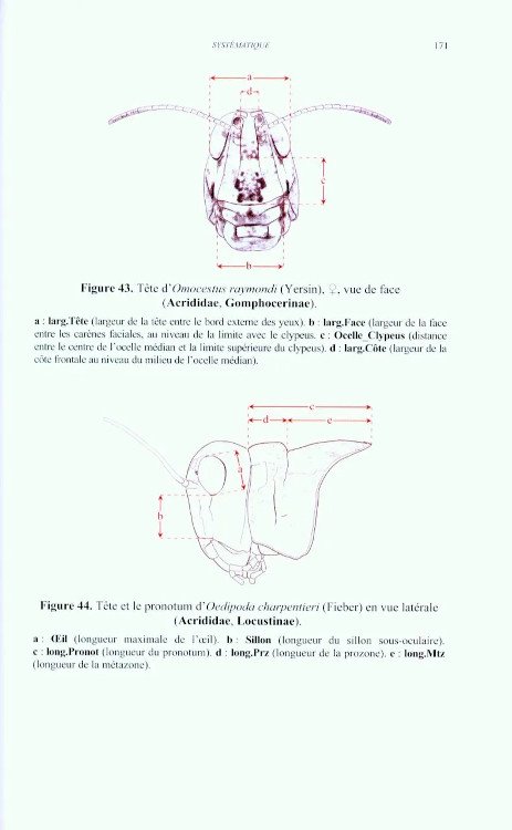 criquets de france (orthoptera, caelifera) vol. 1 fascicule a et b