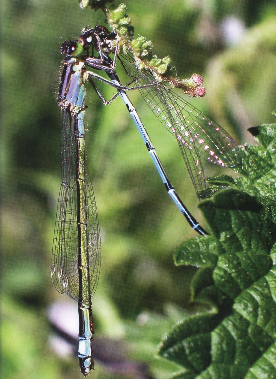 dragonfly
