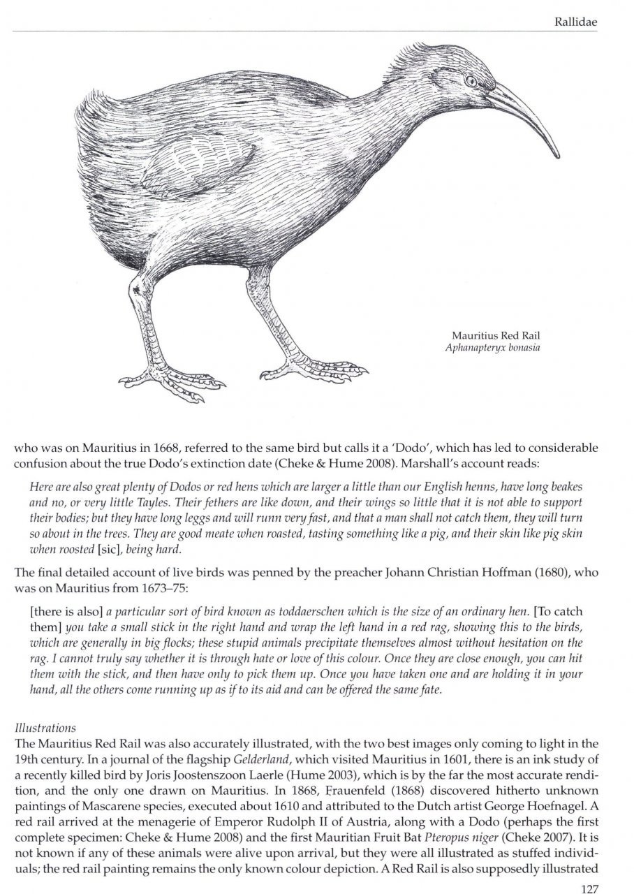 extinct birds.