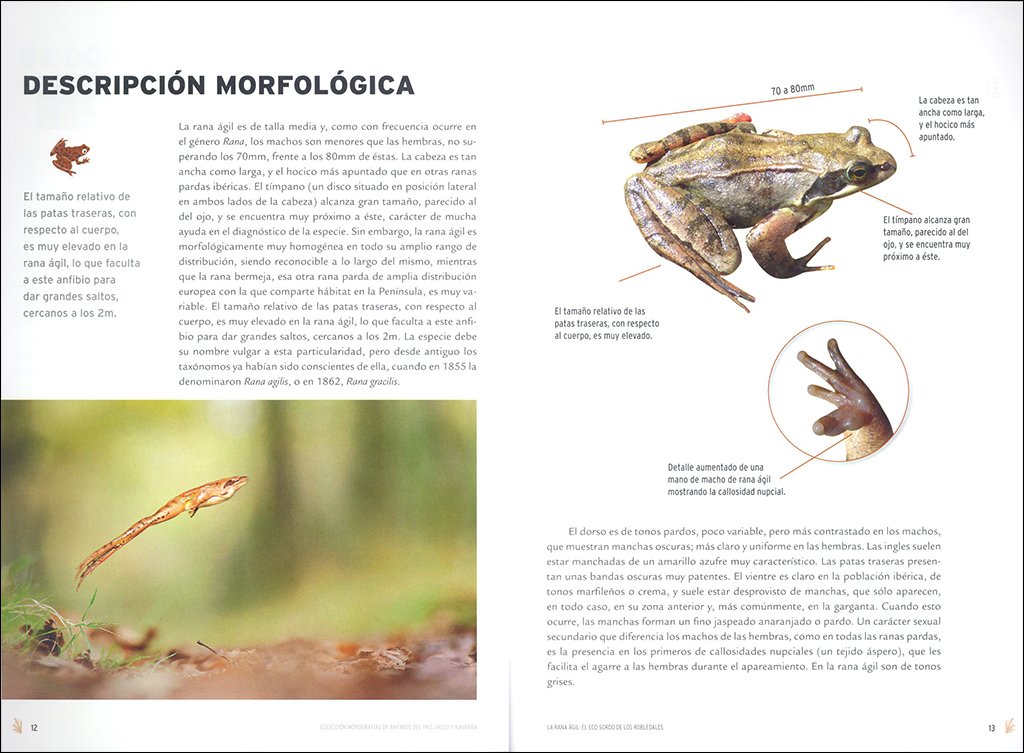 la rana gil: el eco sordo de los robledales