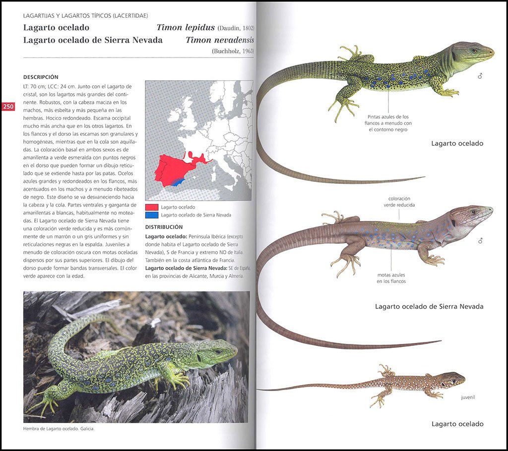 gua de campo de los anfibios y reptiles de espaa y de europa