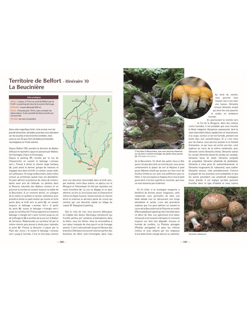 a la dcouverte des champignons de bourgogne-franche-comt