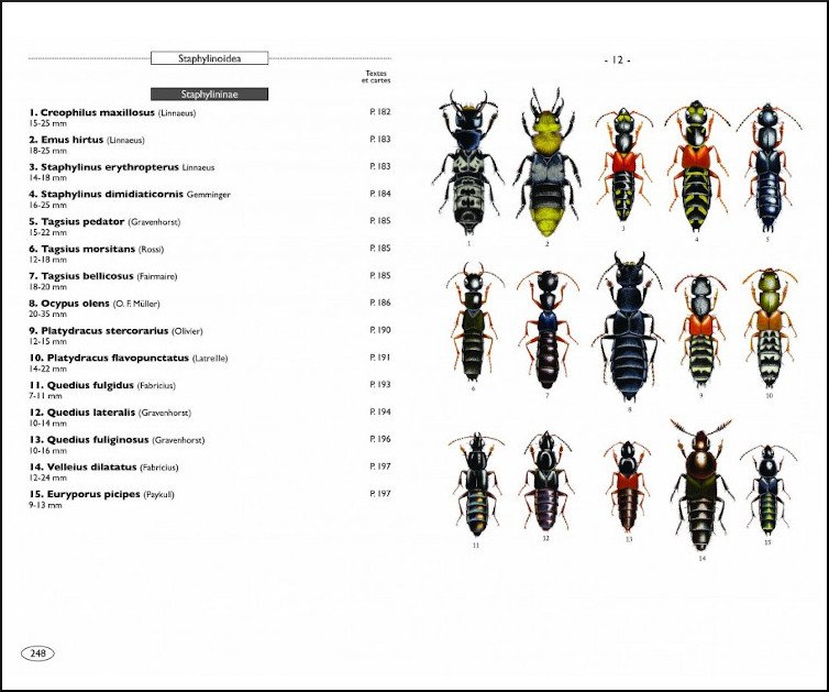 coloptres d'europe scarabes, hannetons, staphylins. hydrophiles vol. 2 polyphaga