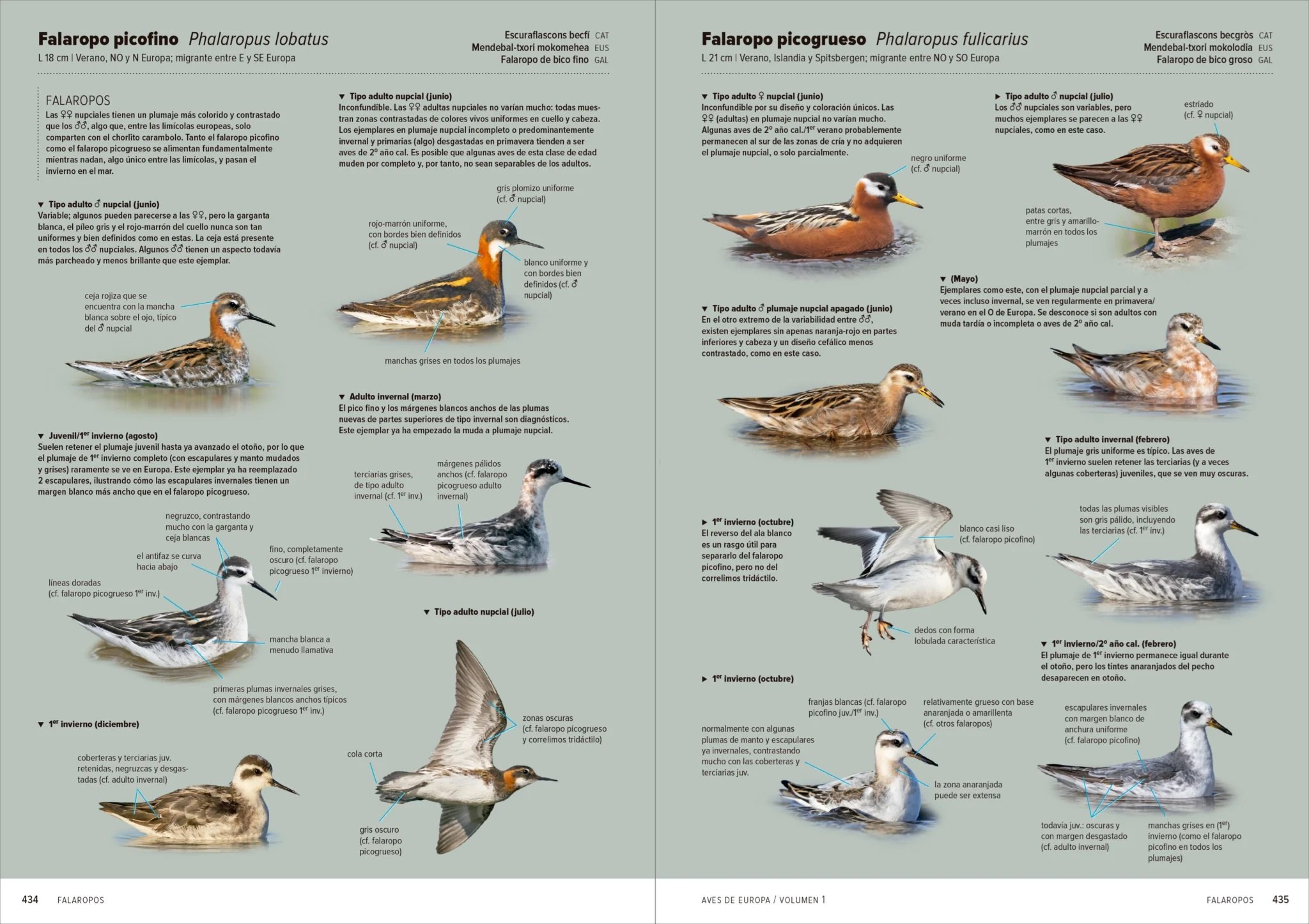 aves de europa. identificacin de todas las especies y plumajes (volumen 1 y 2)