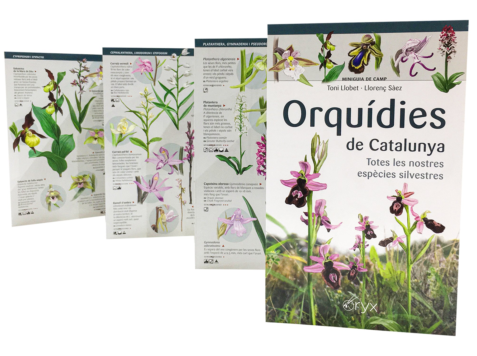 orqudies de catalunya. totes les nostres espcies silvestres. miniguia de camp