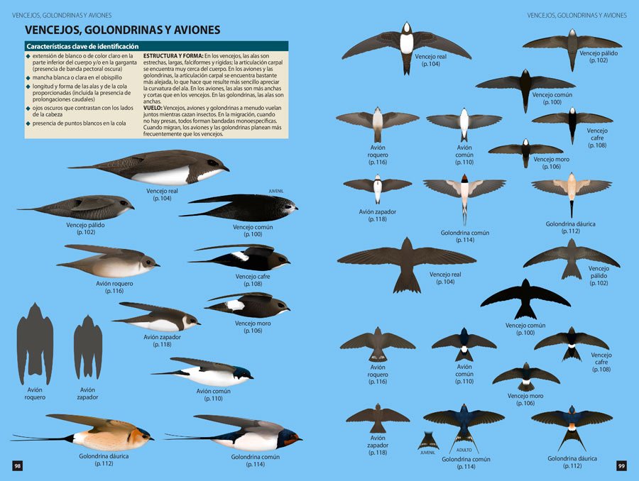 identificacin en vuelo de los paseriformes europeos y otras aves terrestres. una gua ilustrada y fotogrfica