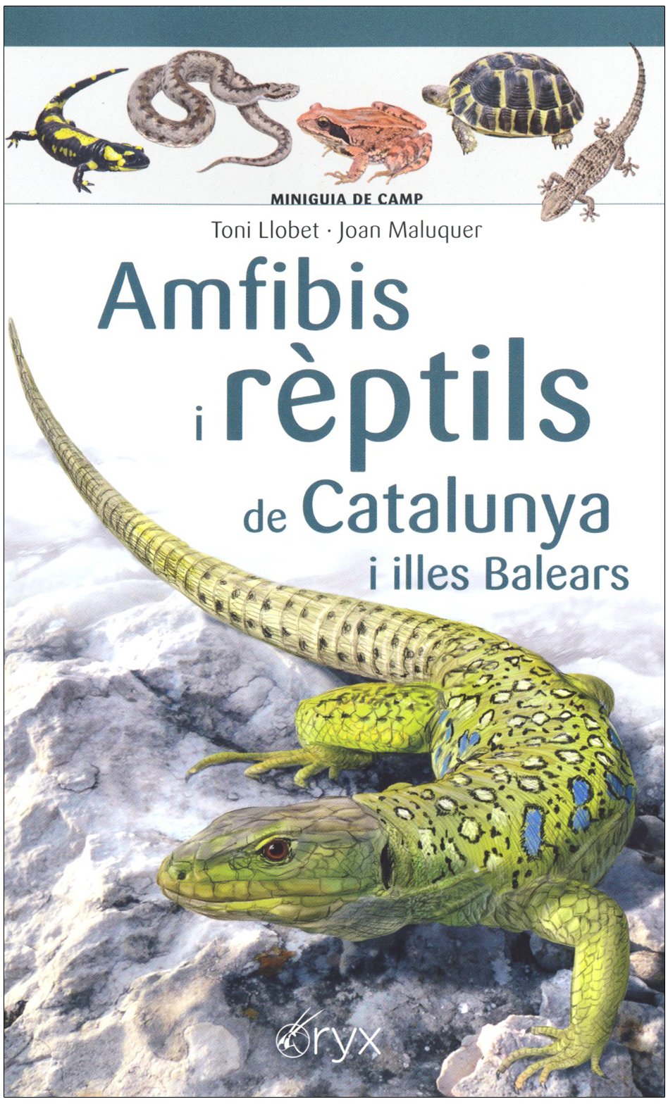 amfibis i rptils de catalunya i illes balears. miniguia de camp