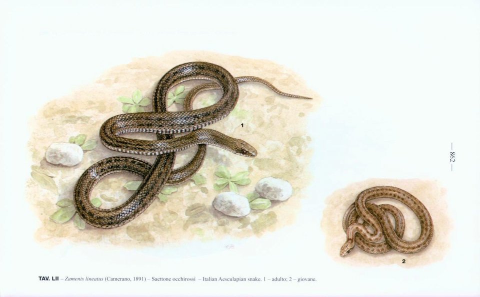fauna d'italia. reptilia vol. xlv