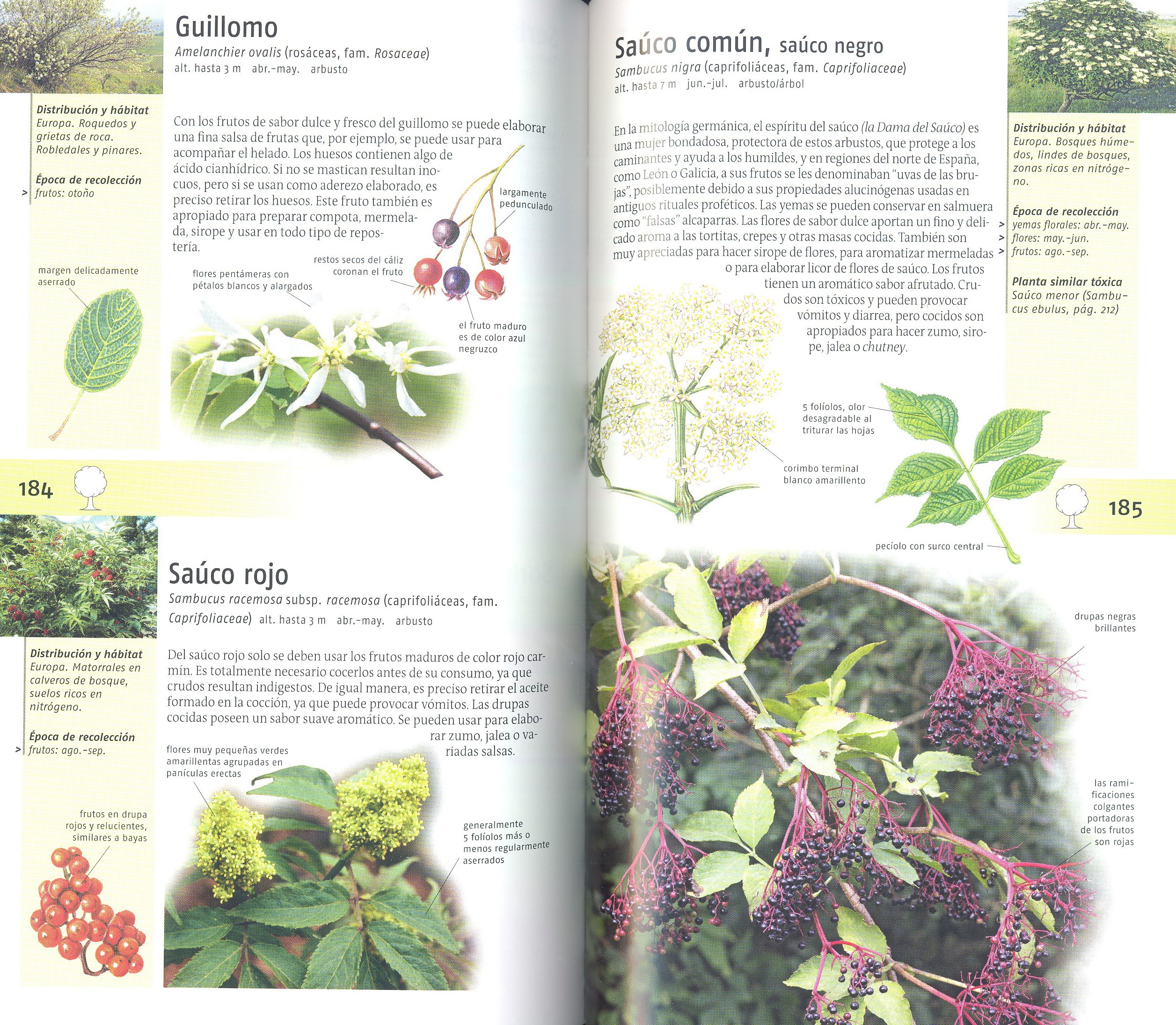 plantas silvestres comestibles. nueva generacin de guas de campo